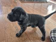 Purebred American Labrador Retriever Puppies - Photo 1 of 4