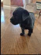 Purebred American Labrador Retriever Puppies - Photo 2 of 4