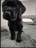 Purebred American Labrador Retriever Puppies - Photo 3 of 4