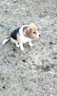 PUREBRED  BEAGLE PUP FOR SALE  - Photo 1 of 8
