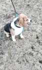 PUREBRED  BEAGLE PUP FOR SALE  - Photo 2 of 8