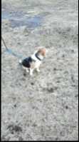 PUREBRED  BEAGLE PUP FOR SALE  - Photo 5 of 8