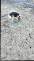 PUREBRED  BEAGLE PUP FOR SALE  - Photo 6 of 8