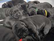 Purebred Black Labrador Retriever