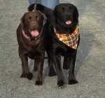 Purebred Black Labrador Retriever - Photo 10 of 11