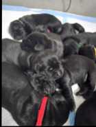 Purebred Black Labrador Retriever - Photo 1 of 11