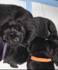 Purebred Black Labrador Retriever - Photo 3 of 11