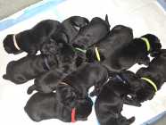 Purebred Black Labrador Retriever - Photo 5 of 11