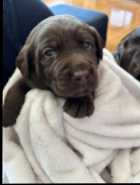 Purebred chocolate lab puppies 