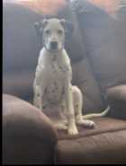 Purebred dalmatian - Photo 1 of 2