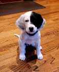 Purebred English Setter Puppies