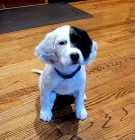 Purebred English Setter Puppies - Photo 1 of 4