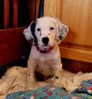 Purebred English Setter Puppies - Photo 2 of 4