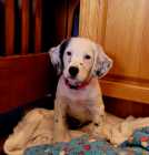 Purebred English Setter Puppies - Photo 3 of 4