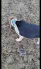 FOR  SALE  A PUREBRED FEMALE  BEAGLE  13 INCH  - Photo 9 of 10