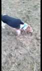 FOR  SALE  A PUREBRED FEMALE  BEAGLE  13 INCH  - Photo 3 of 10