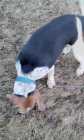 FOR  SALE  A PUREBRED FEMALE  BEAGLE  13 INCH  - Photo 5 of 10