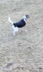FOR  SALE  A PUREBRED FEMALE  BEAGLE  13 INCH  - Photo 8 of 10
