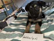 Purebred German Shepherd Puppies 