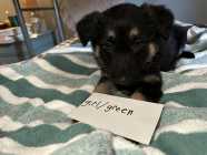 Purebred German Shepherd Puppies  - Photo 1 of 10