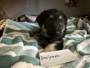 Purebred German Shepherd Puppies  - Photo 2 of 10