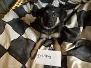 Purebred German Shepherd Puppies  - Photo 3 of 10