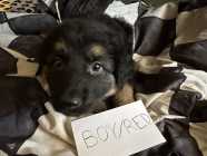 Purebred German Shepherd Puppies  - Photo 5 of 10