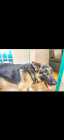 Purebred German Shepherd Puppies  - Photo 7 of 10