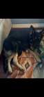 Purebred German Shepherd Puppies  - Photo 8 of 10