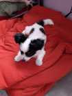 Purebred Papillon Pup - Photo 2 of 3