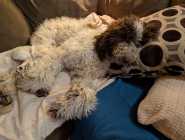 Purebred Standard Poodle 