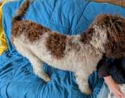 Purebred Standard Poodle  - Photo 1 of 4