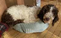 Purebred Standard Poodle  - Photo 2 of 4