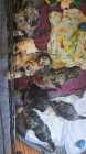 Purebred standard poodles with papers - Photo 1 of 4