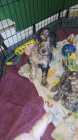 Purebred standard poodles with papers - Photo 2 of 4