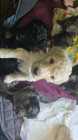Purebred standard poodles with papers - Photo 3 of 4