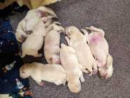 Purebred Yellow Labrador Retriever Puppies