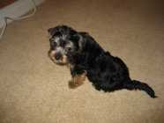 purebred Yorkie Puppie