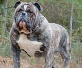 Purebreed  olde English bull dog 