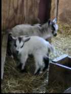 Pygmy kids for sale 