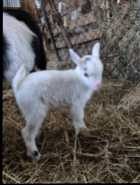 Pygmy kids for sale  - Photo 1 of 2
