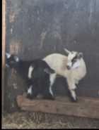 Pygmy kids for sale 