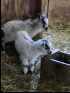 Pygmy kids for sale  - Photo 1 of 2