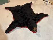 Rare Newfoundland Black Bear