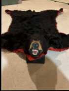 Rare Newfoundland Black Bear - Photo 1 of 4
