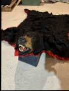 Rare Newfoundland Black Bear - Photo 3 of 4