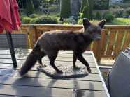 Rare Newfoundland Silver Tip Fox