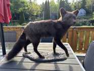 Rare Newfoundland Silver Tip Fox - Photo 1 of 4