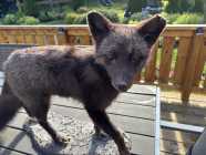 Rare Newfoundland Silver Tip Fox - Photo 3 of 4
