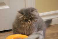 Ready To Go Dollface Siler Shaded Purebred Persian